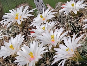 Mammillaria zephyranthoides